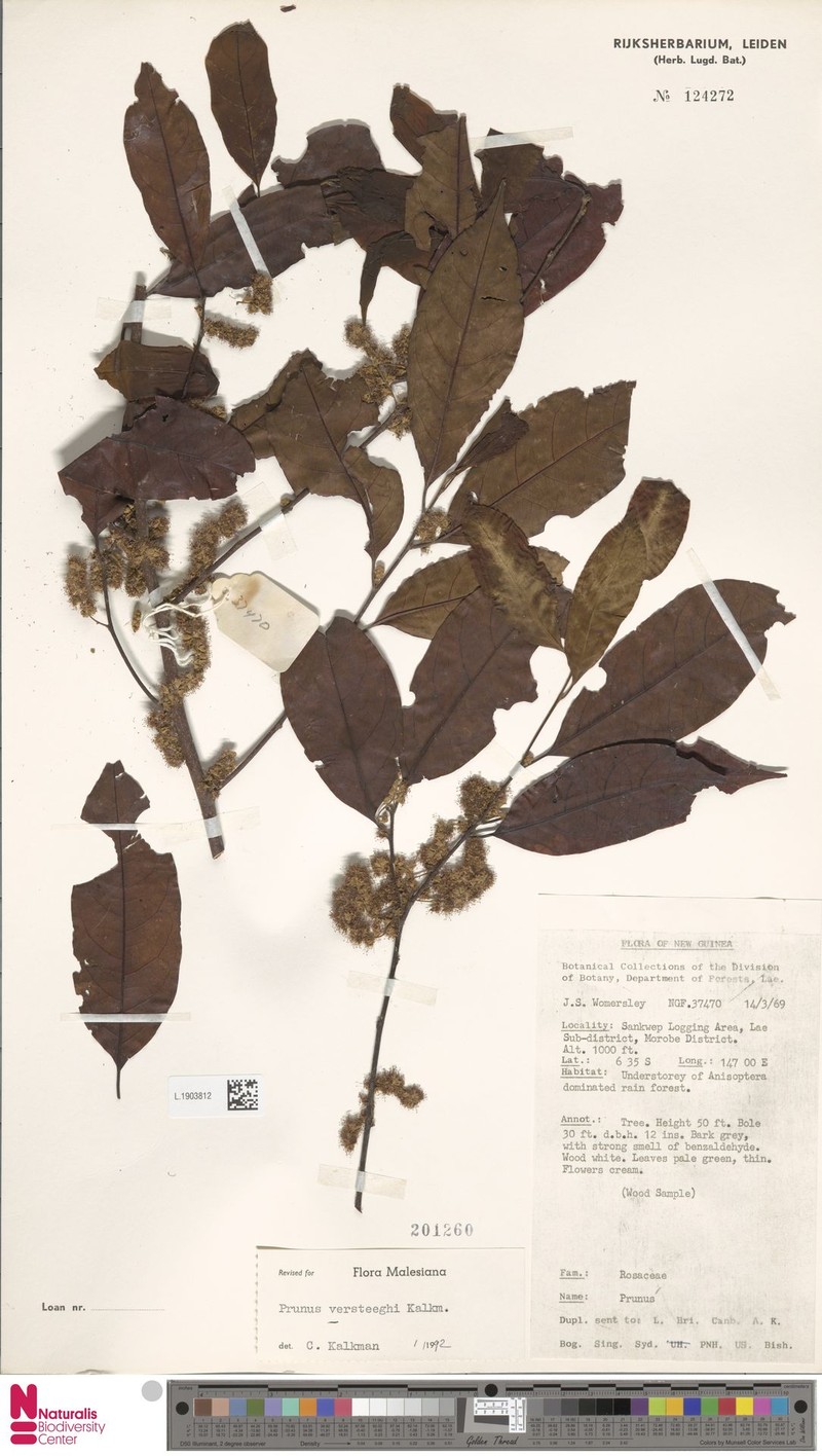 Prunus versteeghii