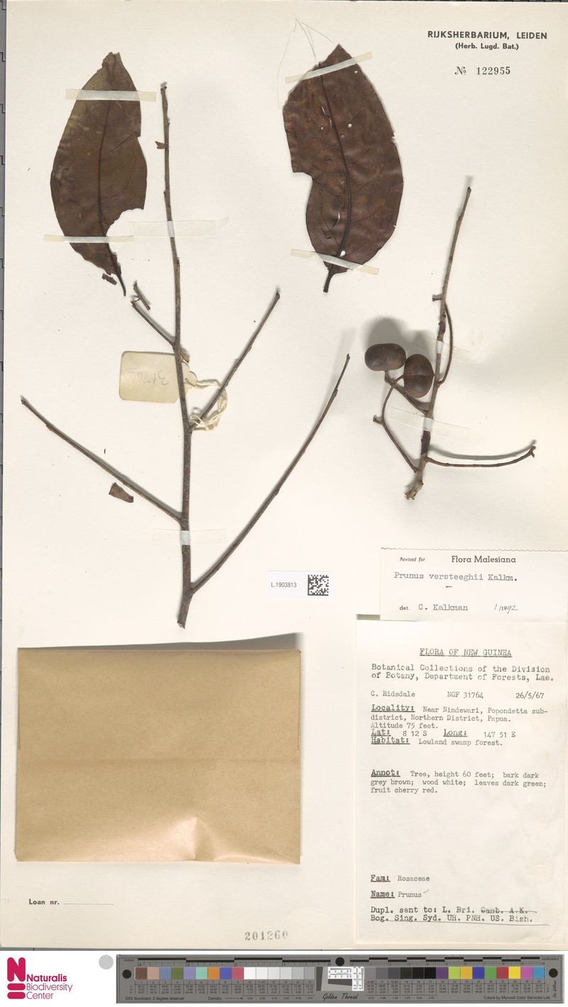 Prunus versteeghii photo 3