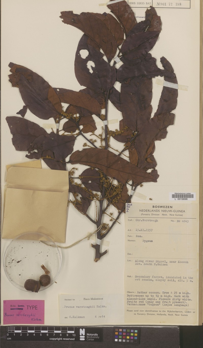 Prunus versteeghii photo 4