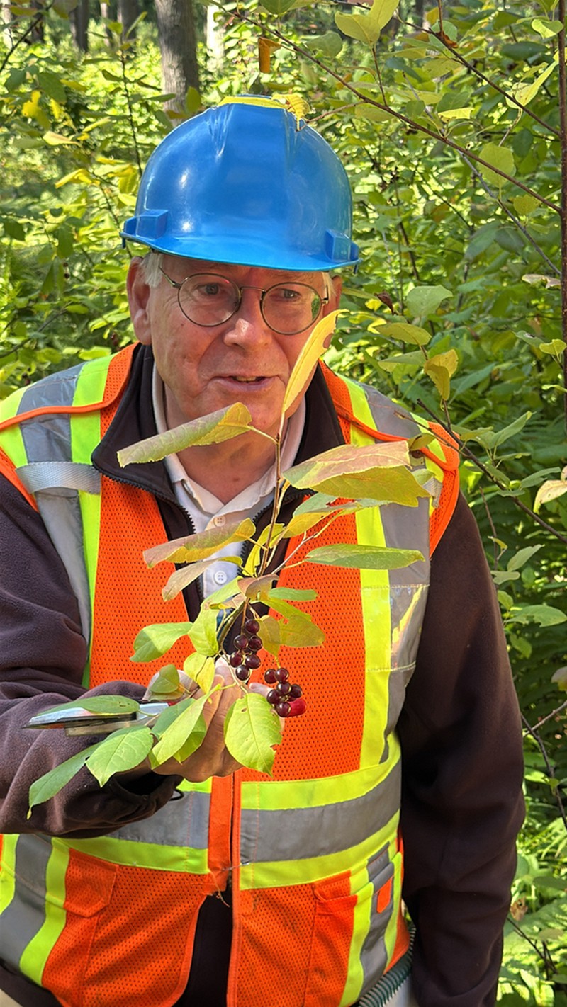Chokecherry photo 2