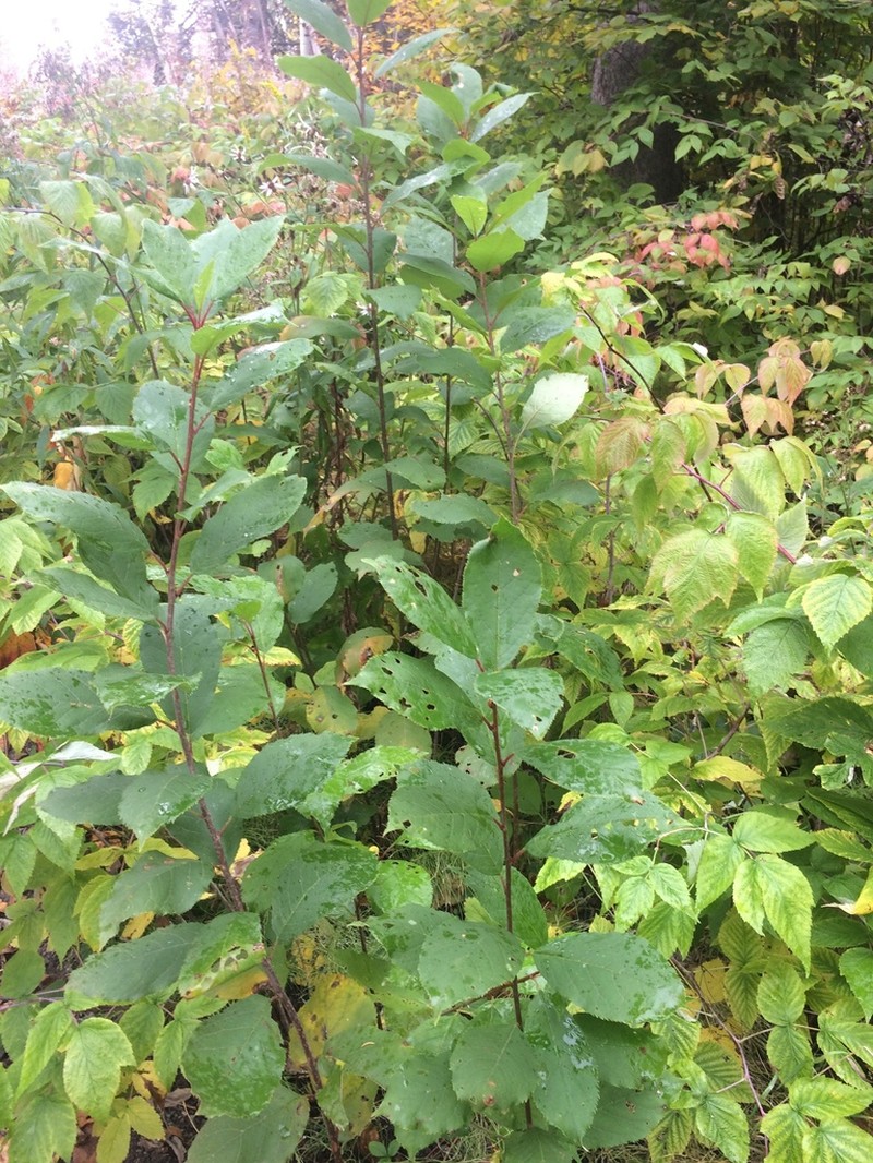 Chokecherry photo 3