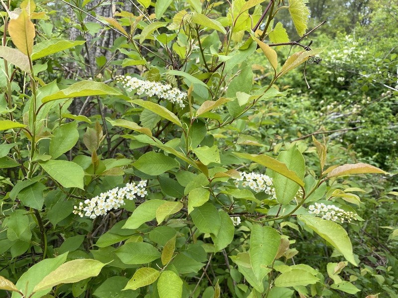 Chokecherry photo 4