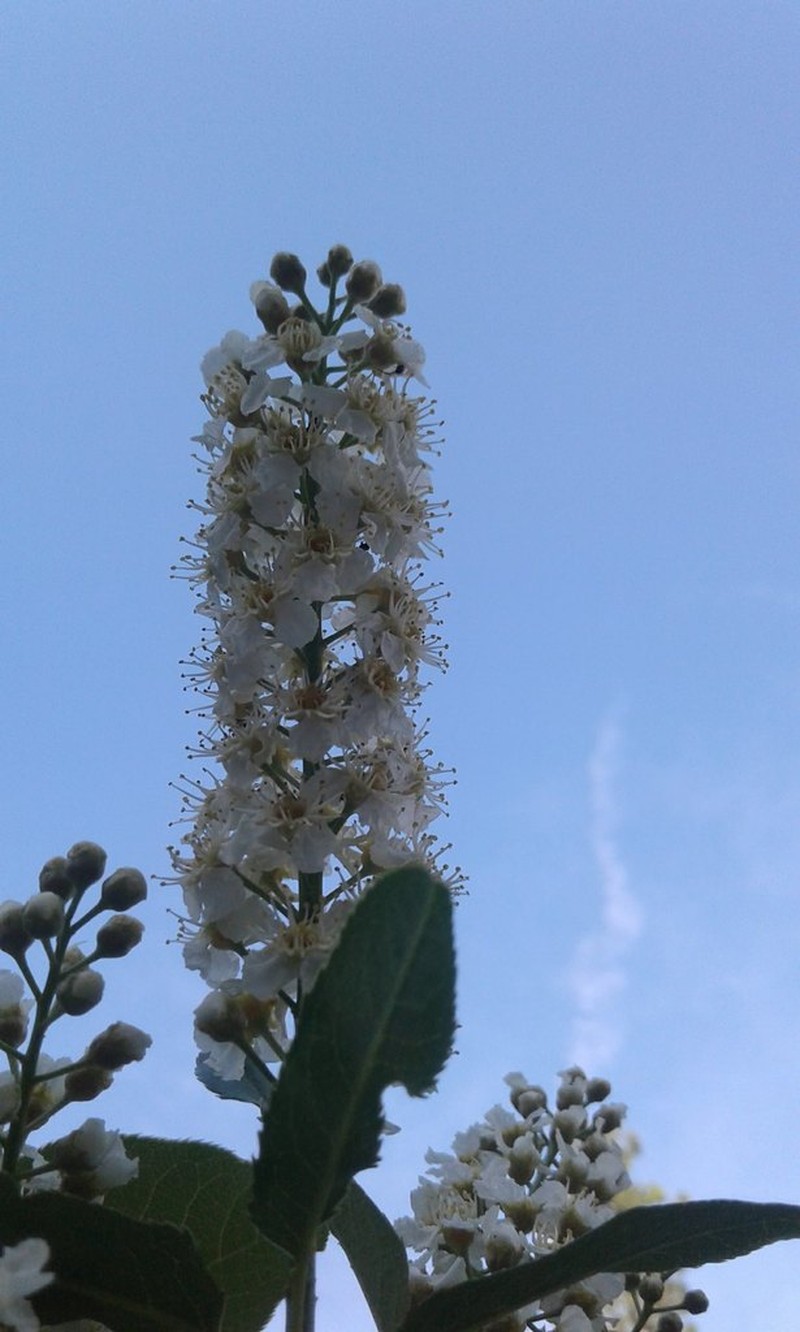 Chokecherry photo 5