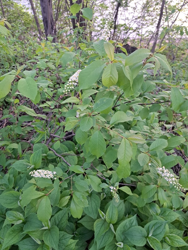 Chokecherry photo 6