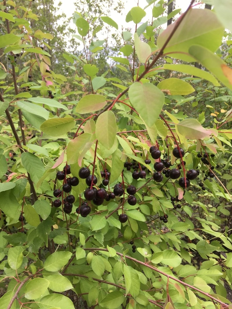 Chokecherry photo 7