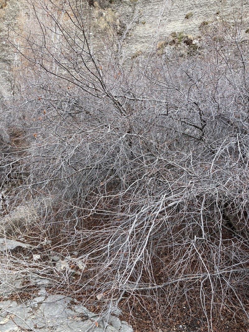 Prunus virginiana var. demissa