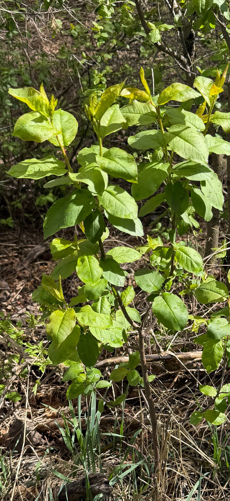 Prunus virginiana var. demissa photo 2