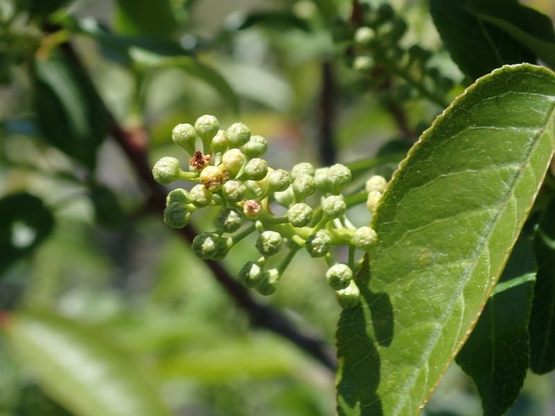 Prunus virginiana var. demissa photo 3
