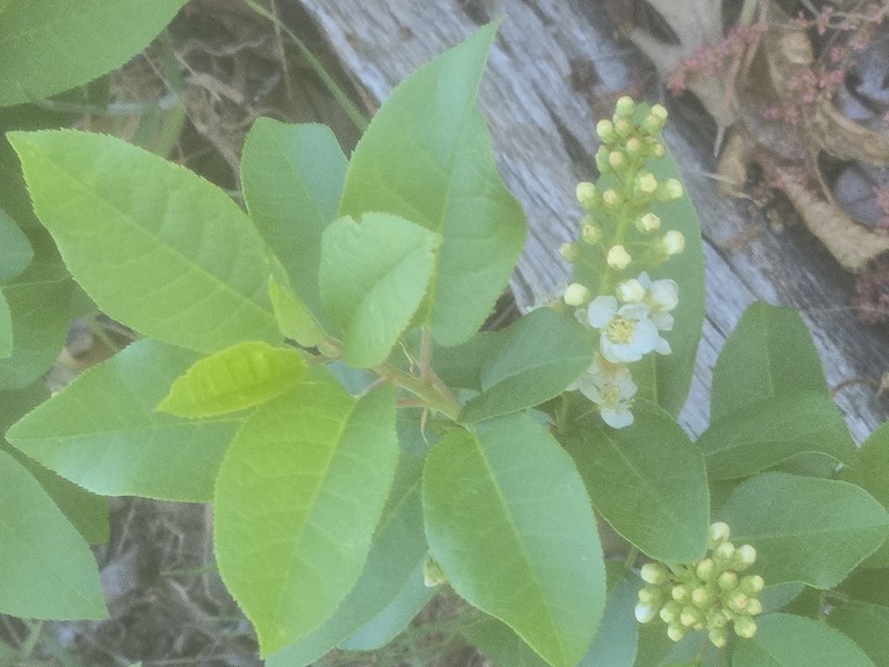 Prunus virginiana var. demissa photo 4