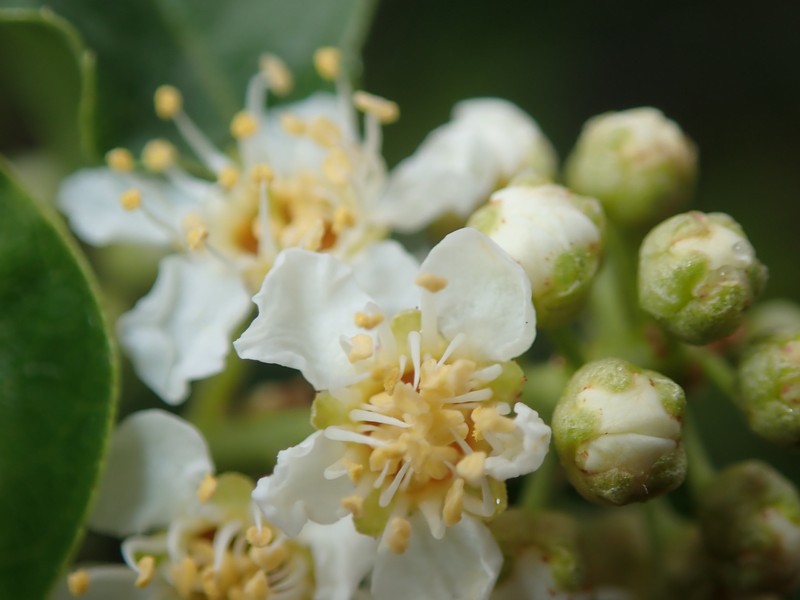 Prunus virginiana var. demissa photo 5