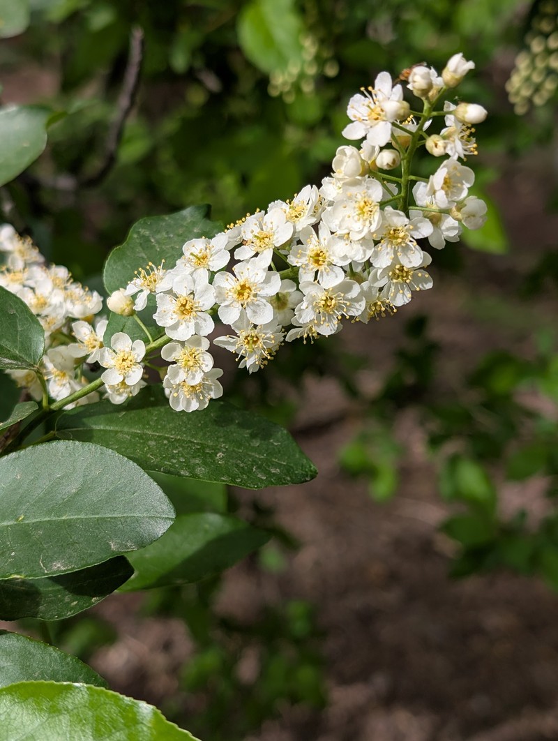 Prunus virginiana var. demissa photo 6