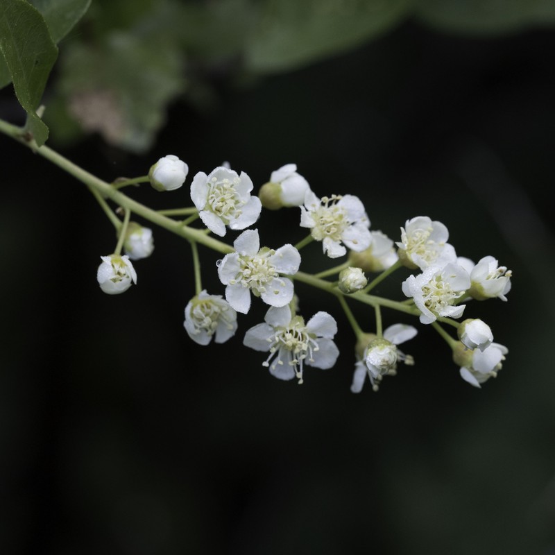 Prunus virginiana var. demissa photo 7