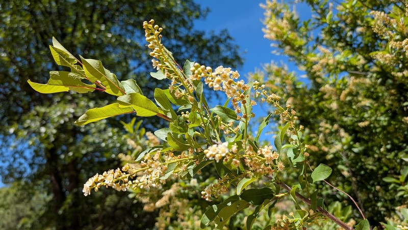 Prunus virginiana var. demissa photo 8