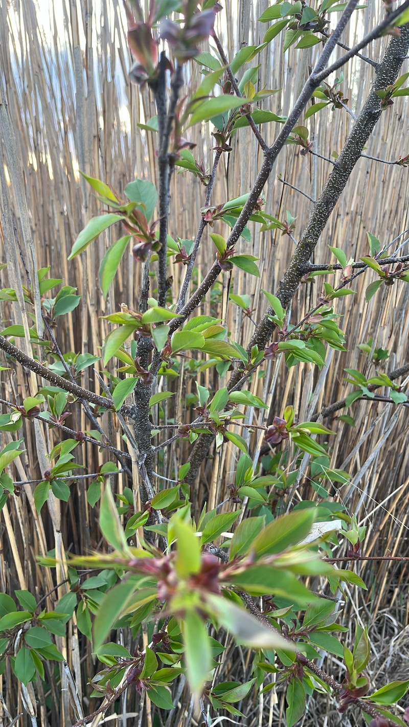 Prunus virginiana var. virginiana
