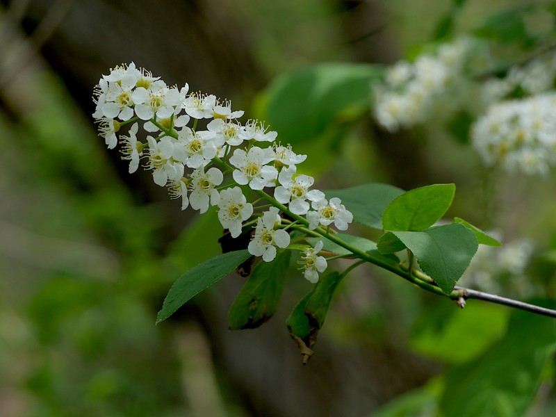 Prunus virginiana var. virginiana photo 2