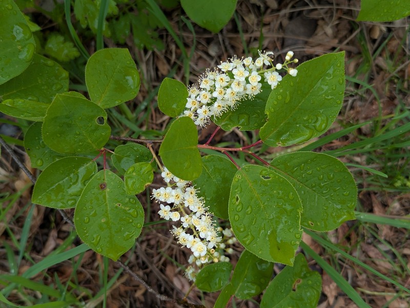 Prunus virginiana var. virginiana photo 3