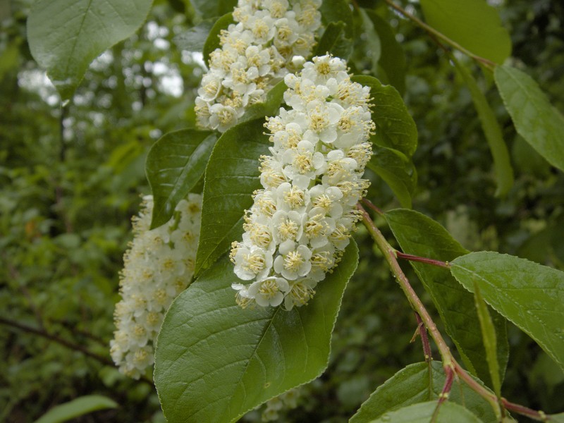 Prunus virginiana var. virginiana photo 5