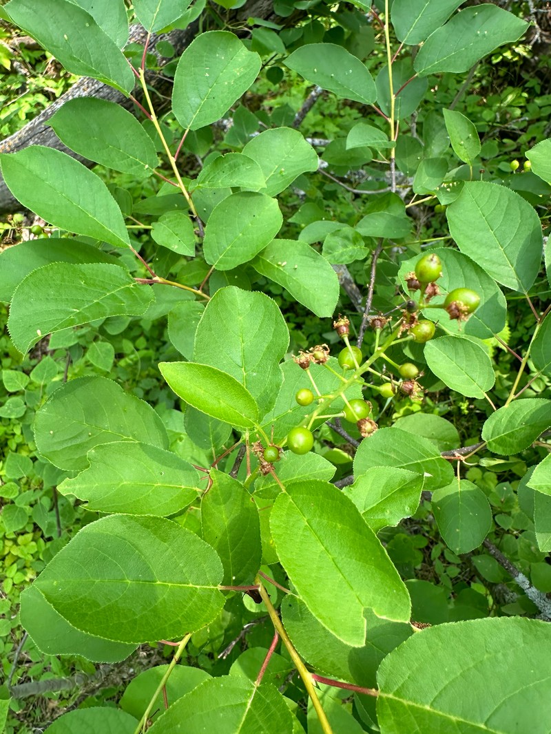 Prunus virginiana var. virginiana photo 6