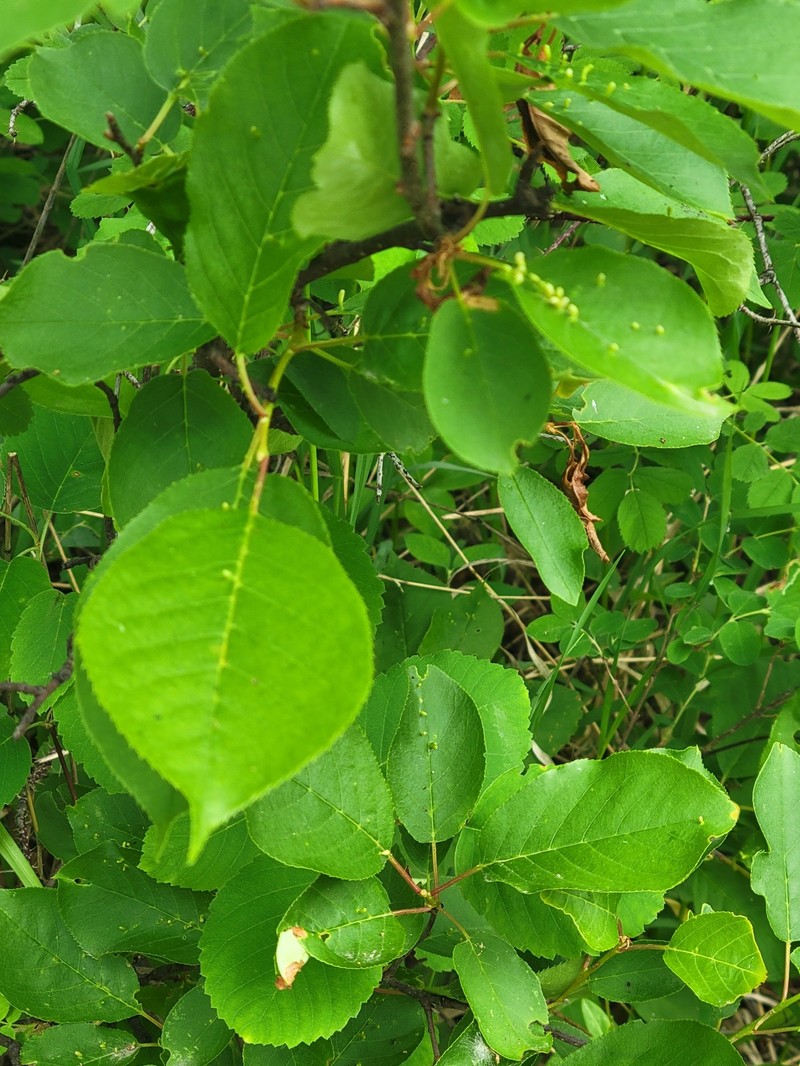Prunus virginiana var. virginiana photo 8