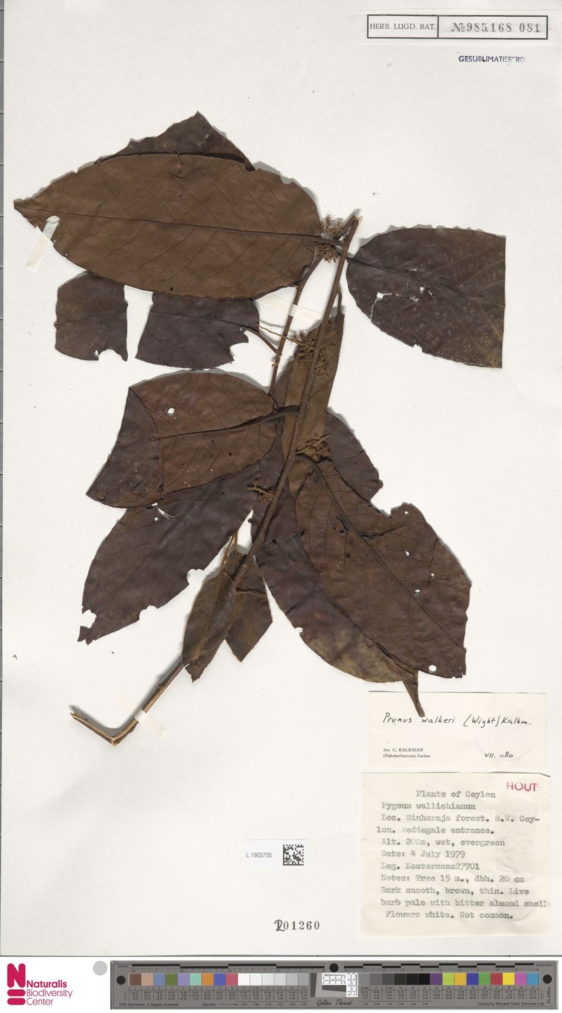 Prunus walkeri