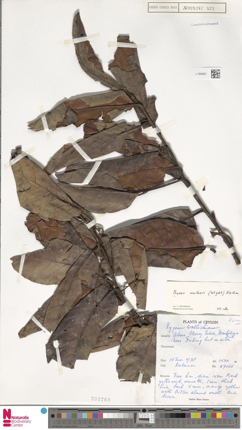 Prunus walkeri photo 3