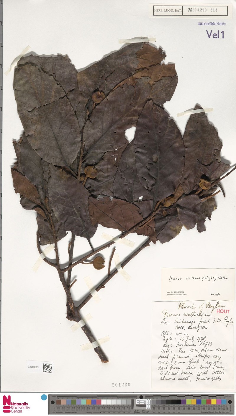 Prunus walkeri photo 4
