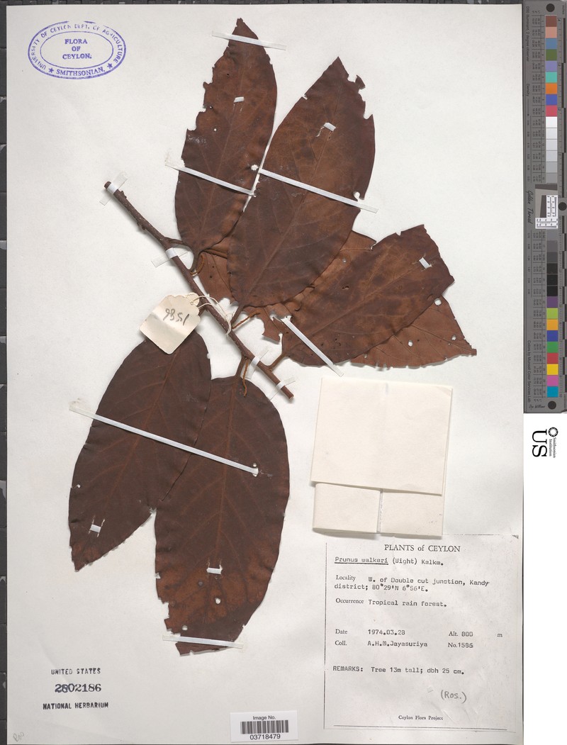 Prunus walkeri photo 6