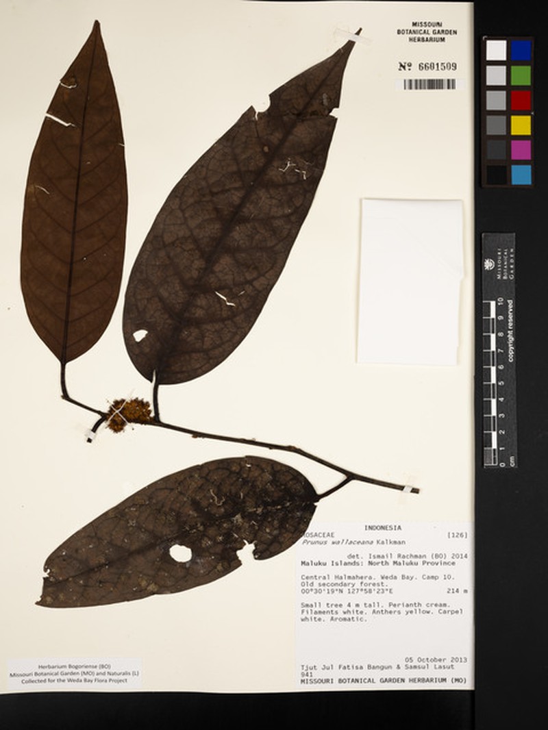 Prunus wallaceana