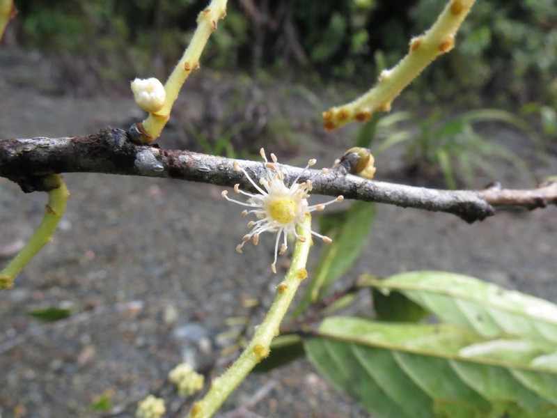 Prunus wallaceana photo 2