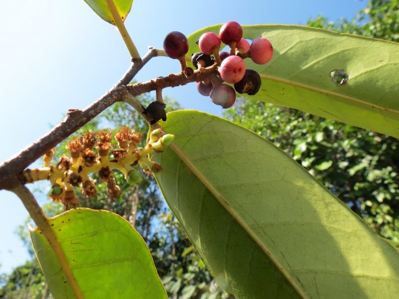 Prunus wallaceana photo 3