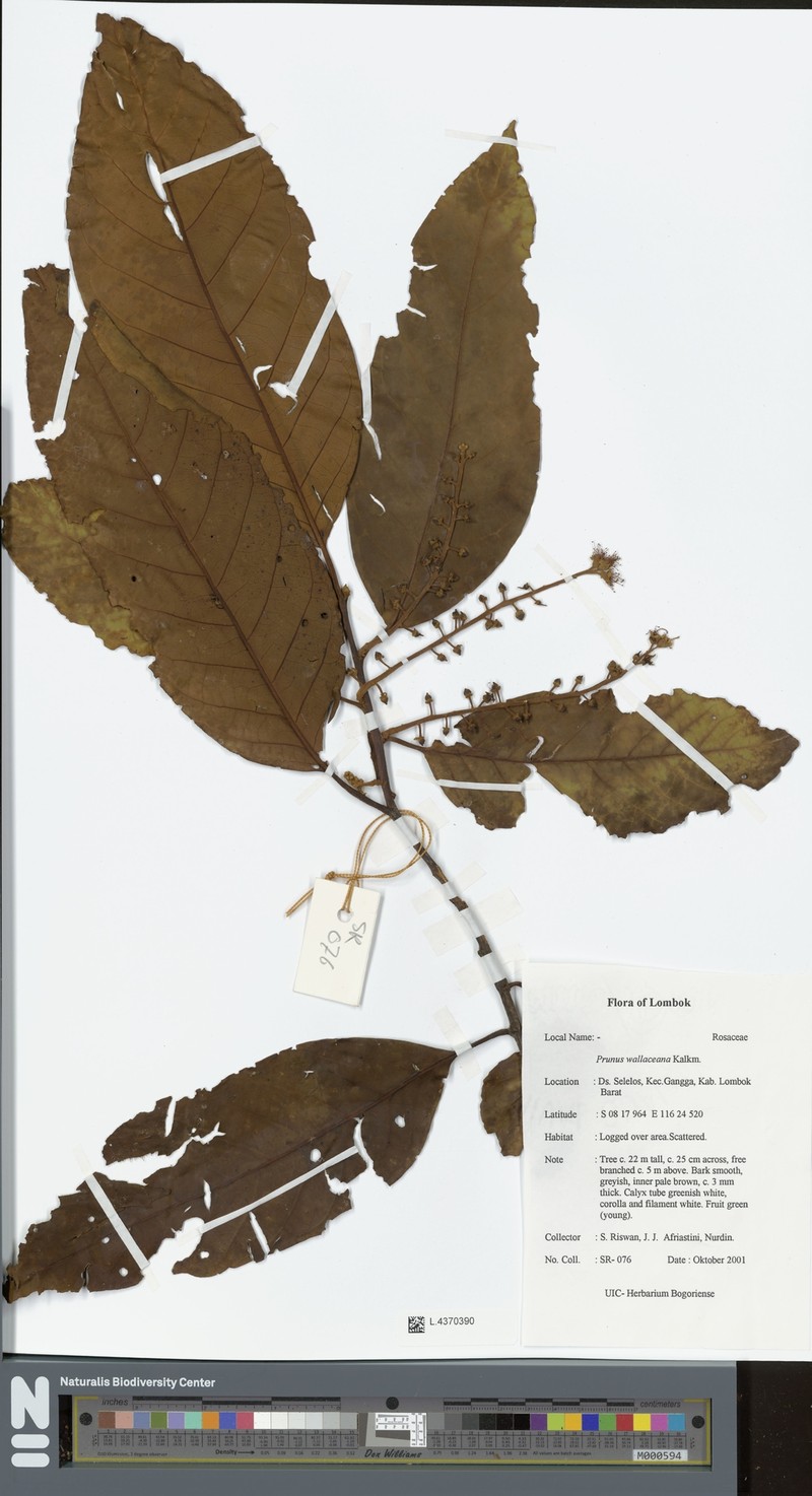 Prunus wallaceana photo 4