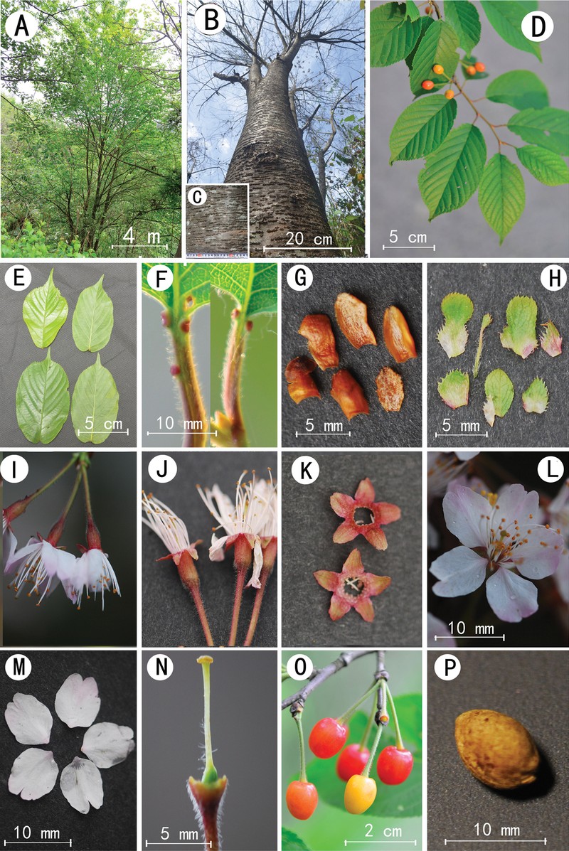 Prunus wangii