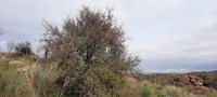Prunus webbii