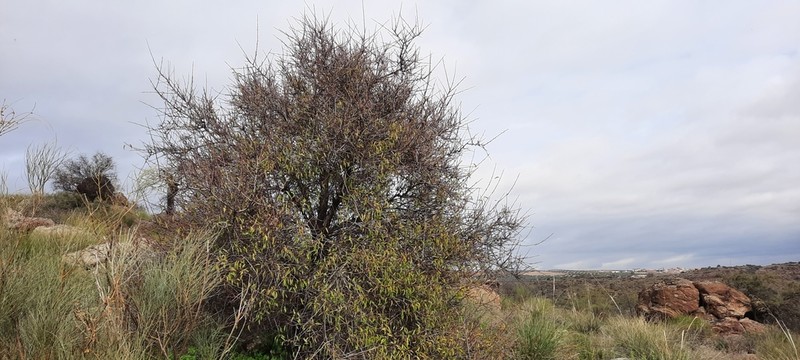 Prunus webbii