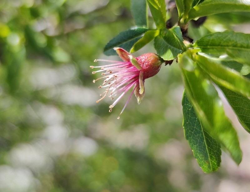 Prunus webbii photo 2