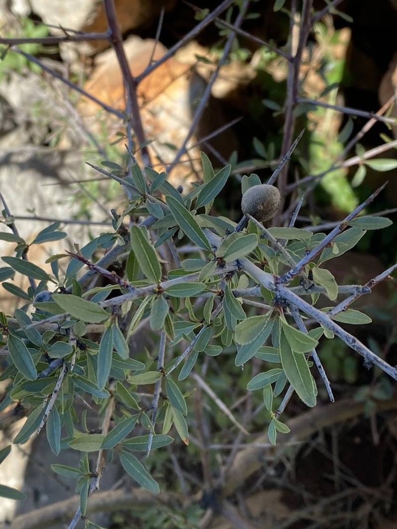 Prunus webbii photo 3