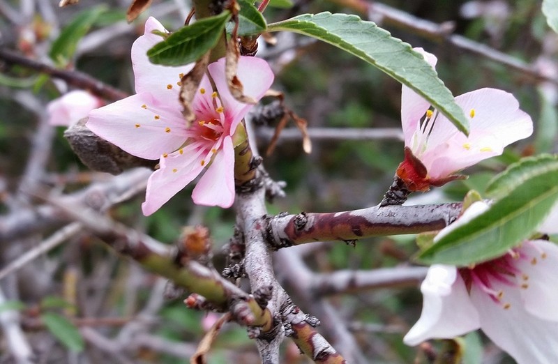 Prunus webbii photo 5