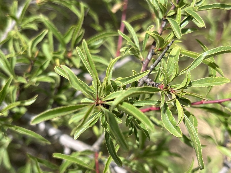 Prunus webbii photo 6