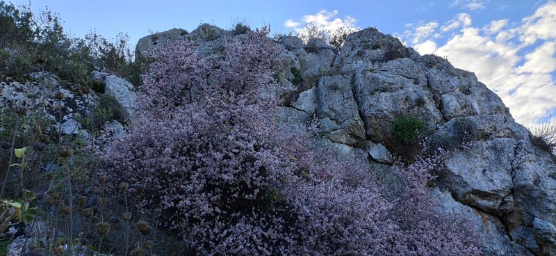 Prunus webbii photo 7