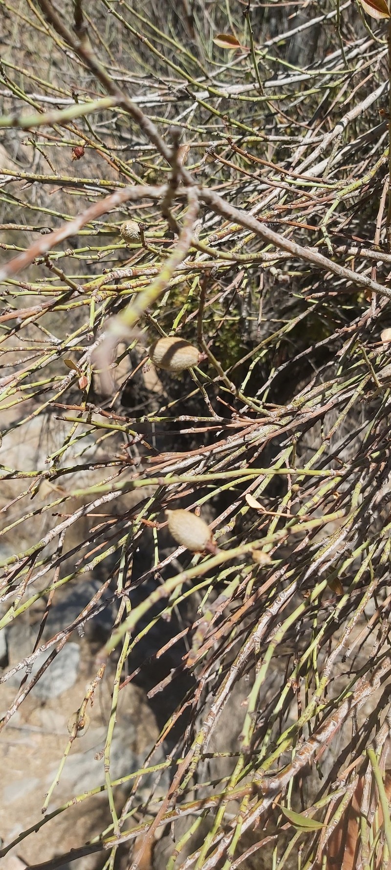 Prunus wendelboi photo 3