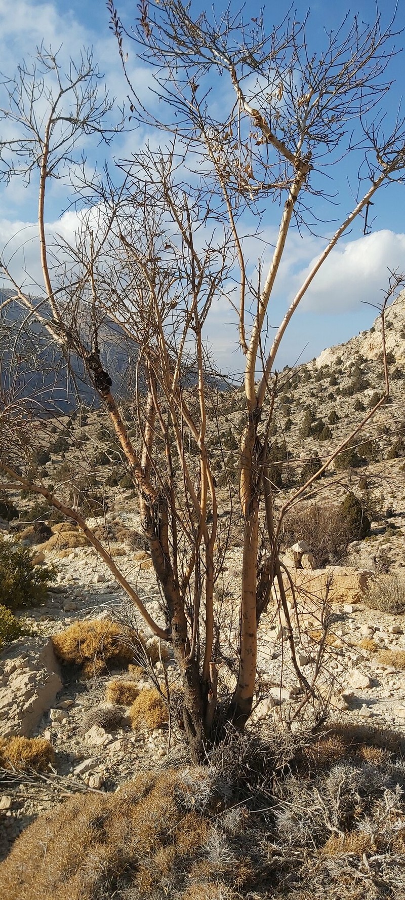 Prunus wendelboi photo 4