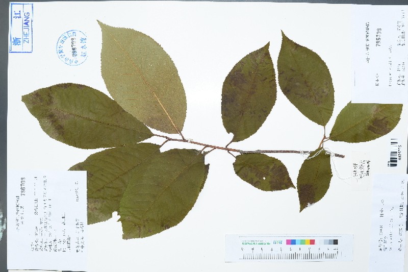 Prunus wilsonii