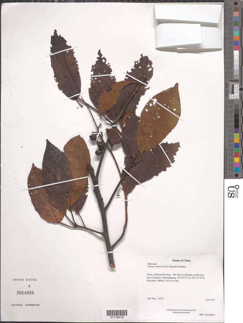 Prunus wilsonii photo 2