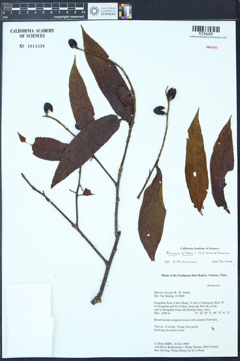 Prunus wilsonii photo 3