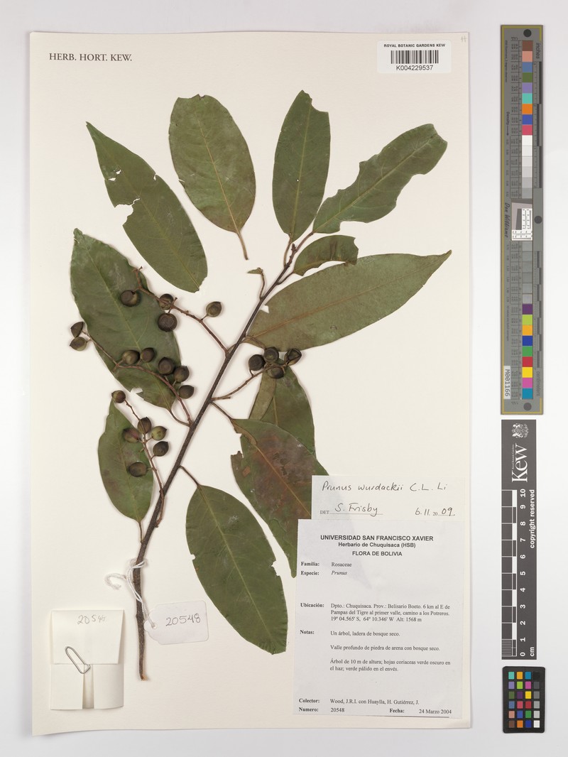 Prunus wurdackii