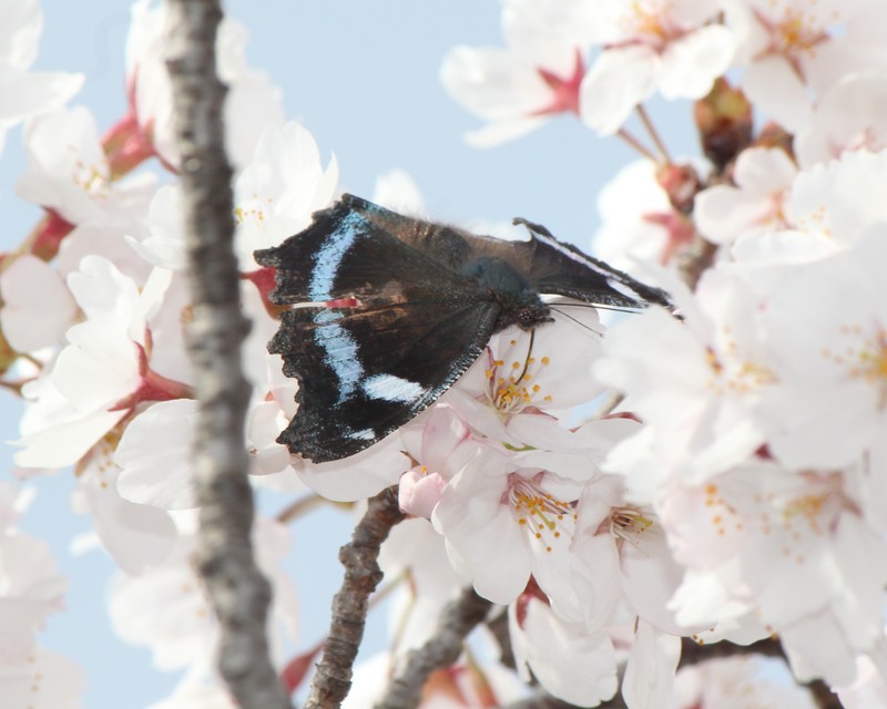 hybrid cherry photo 2