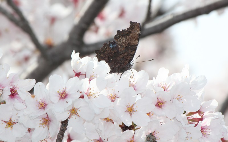 hybrid cherry photo 3