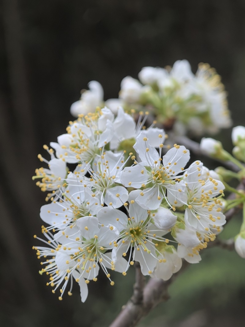 Prunus yunnanensis photo 2