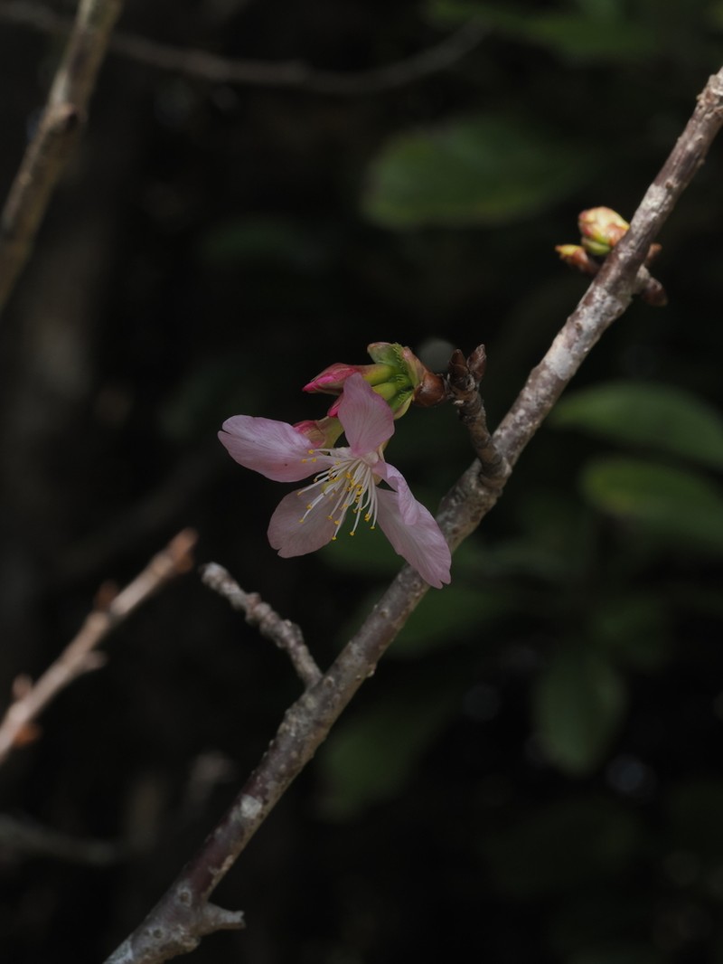 Prunus yunnanensis photo 3