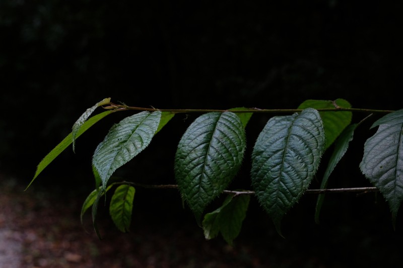 Prunus yunnanensis photo 4
